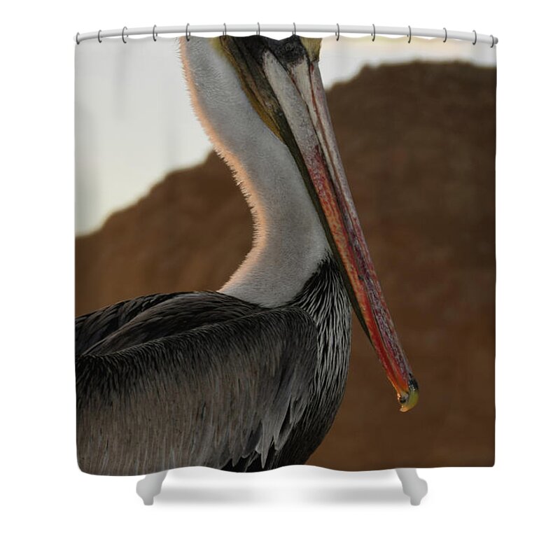 Pelican Portrait Shower Curtain featuring the photograph Pelican Portrait #1 by Barbara Snyder