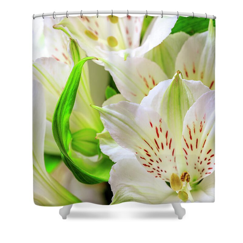 Peruvian Lilies Shower Curtain featuring the photograph Peruvian Lilies In Bloom #2 by Richard J Thompson