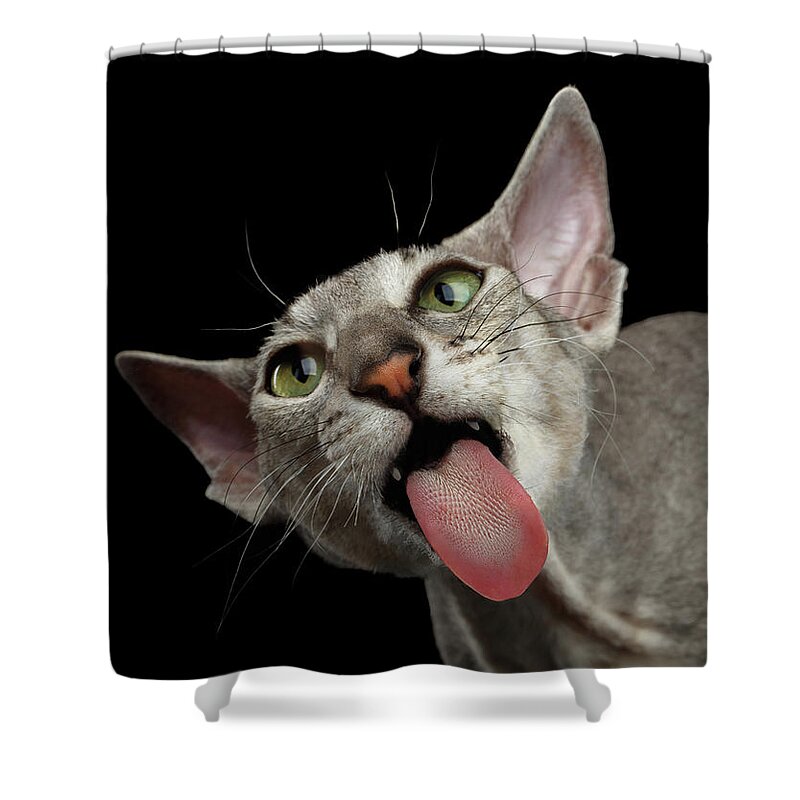 Sphynx Cat Shower Curtains