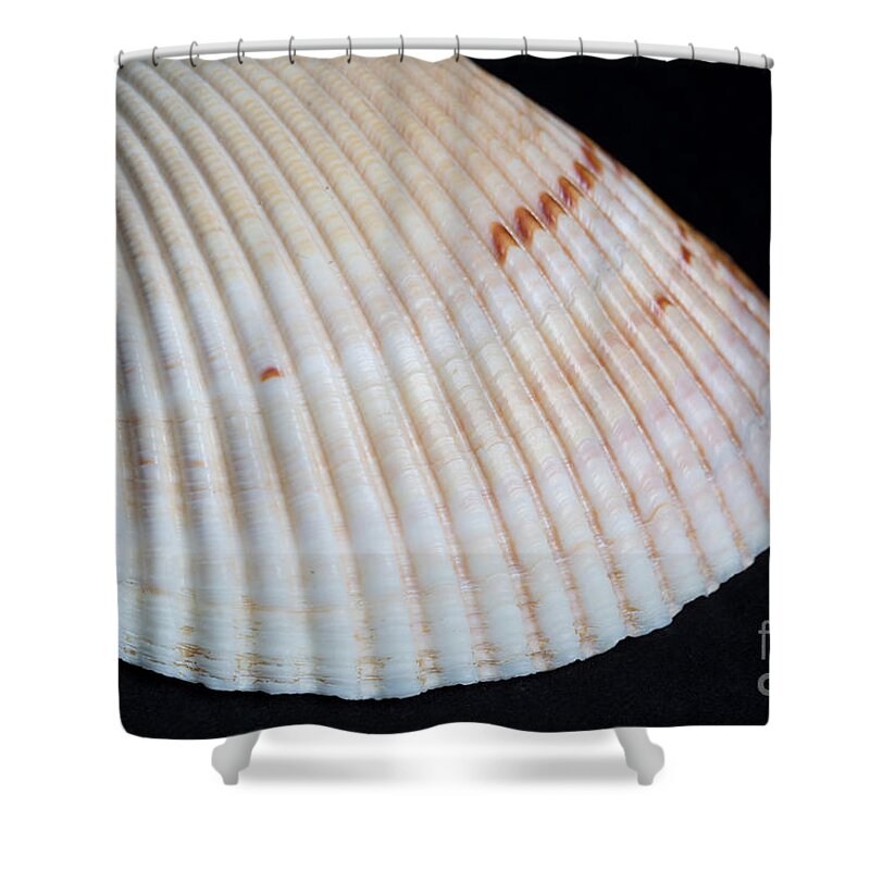 Shell Shower Curtain featuring the photograph Phosphorescent Atlantic Giant Cockle #1 by Ted Kinsman