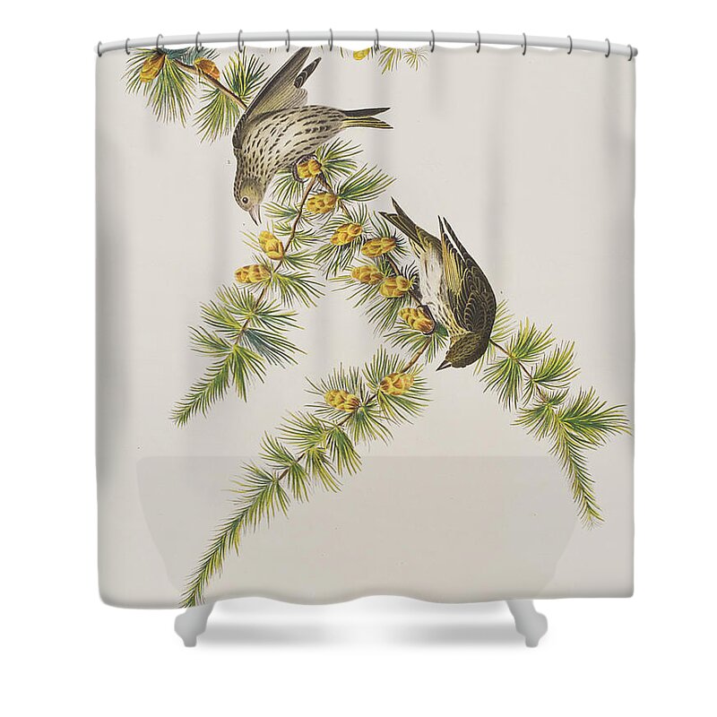 Pine Finch Shower Curtain featuring the painting Pine Finch by John James Audubon
