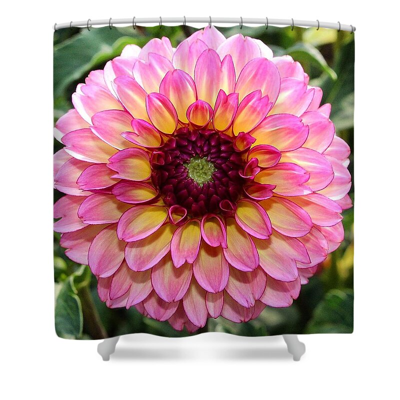 Pink Shower Curtain featuring the photograph Pink Dahlia #1 by Brian Eberly