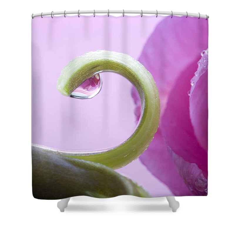 Plant Shower Curtain featuring the photograph Pink Tulip Macro #1 by Mark Duffy