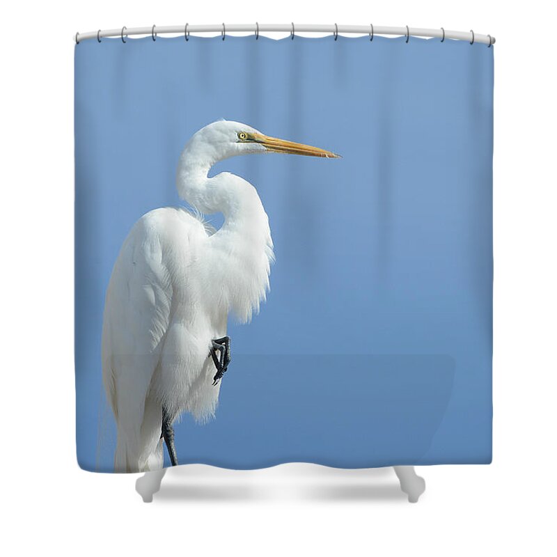Great Egret Shower Curtain featuring the photograph Poised #1 by Fraida Gutovich