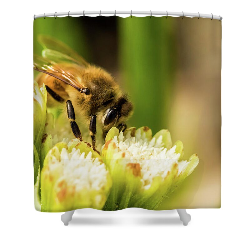 Jay Stockhaus Shower Curtain featuring the photograph Pollen Collector #1 by Jay Stockhaus