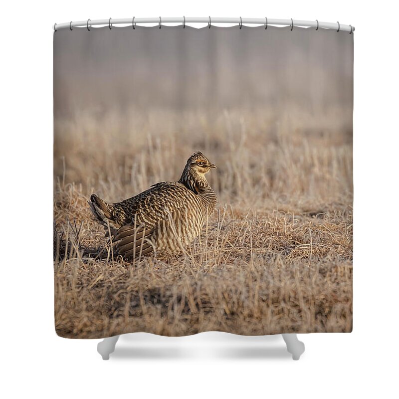 Wisconsins Prairie Chicken Shower Curtain featuring the photograph Prairie Chicken 8-2015 #1 by Thomas Young