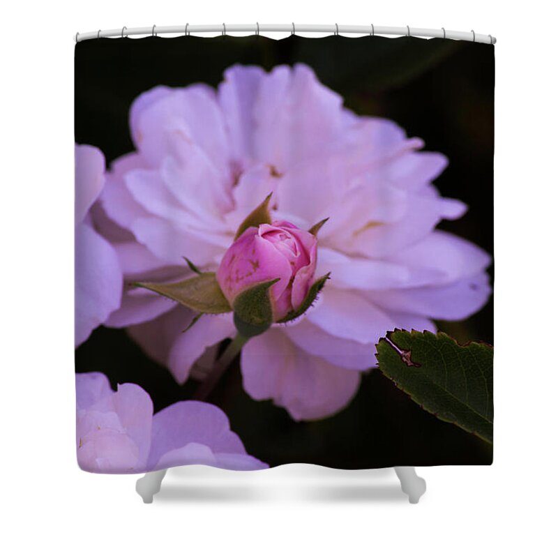 Pink Shower Curtain featuring the photograph Pretty In Pink #1 by Tania Read