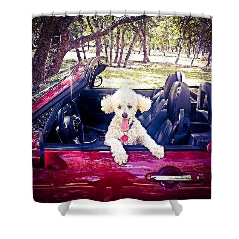 Caroftheday Shower Curtain featuring the photograph Pucci Hold On To Your Ears!!! #mx5 #1 by Austin Tuxedo Cat