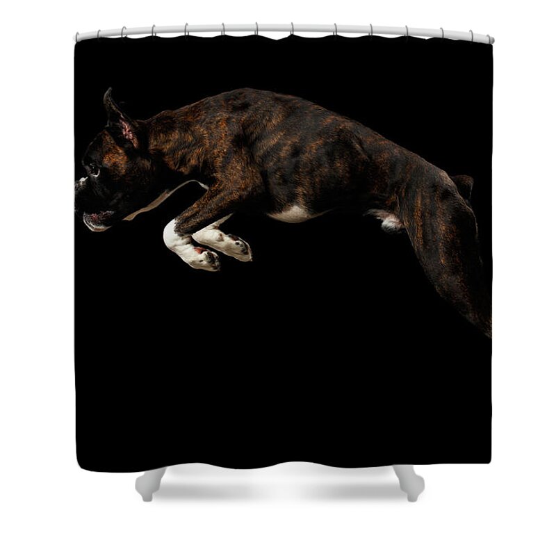 Boxer Shower Curtain featuring the photograph Purebred Boxer Dog Isolated on Black Background by Sergey Taran