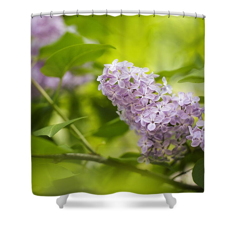 Lilac Shower Curtain featuring the photograph Purple Lilac by Nailia Schwarz