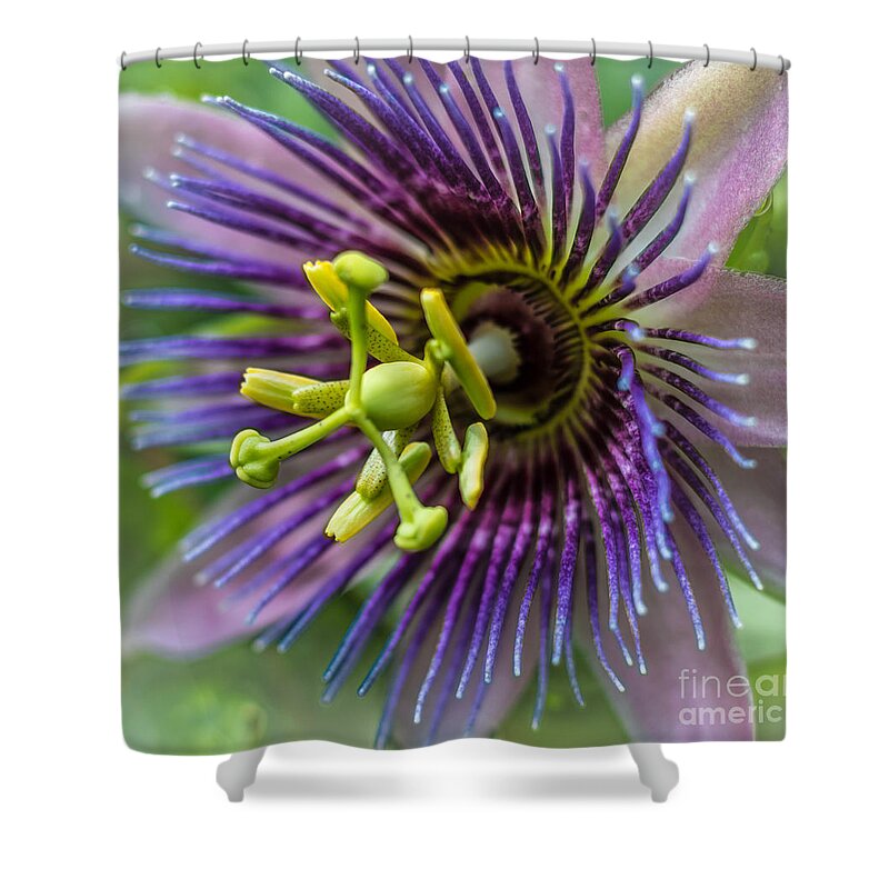 Nature Shower Curtain featuring the photograph Purple Passion by George Kenhan