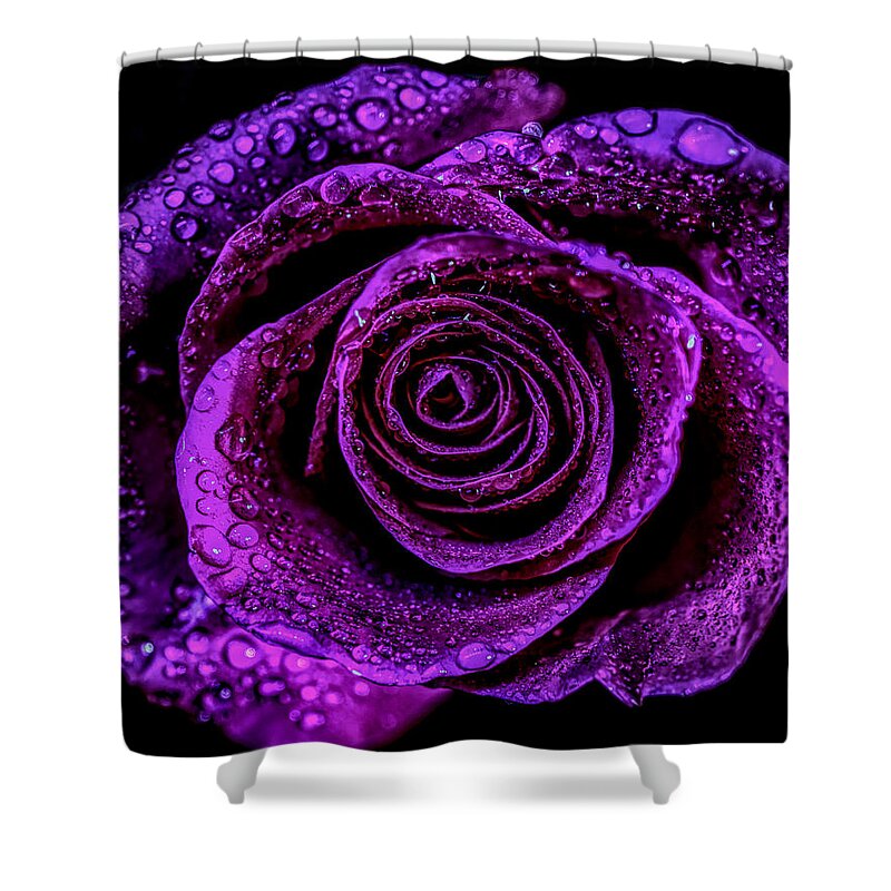 Purple Rose Shower Curtain featuring the photograph Purple rose #1 by Lilia S