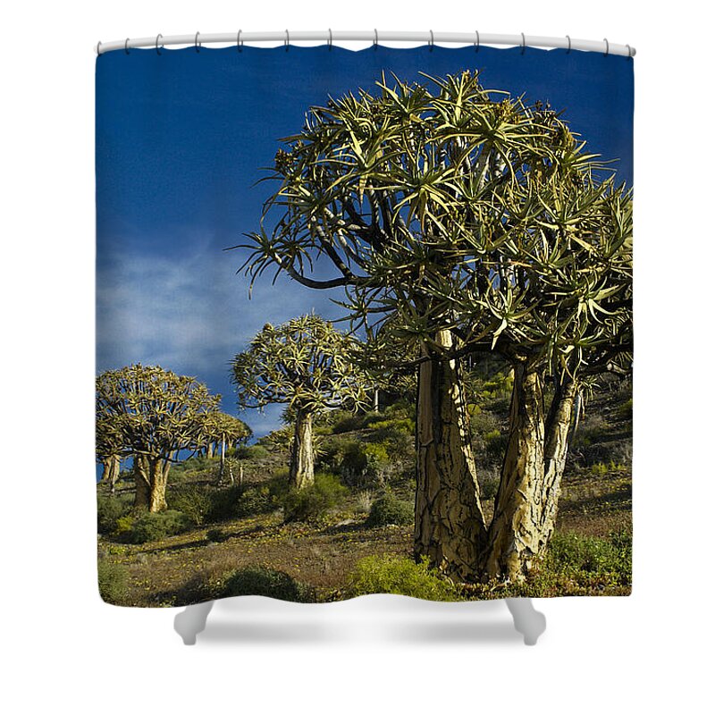 Africa Shower Curtain featuring the photograph Quiver Tree Forest #1 by Michele Burgess