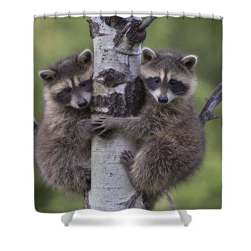 00176520 Shower Curtain featuring the photograph Raccoon Two Babies Climbing Tree by Tim Fitzharris