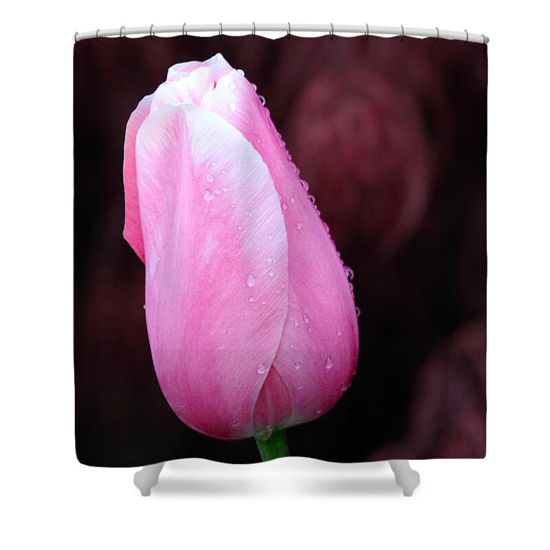 Tulip Shower Curtain featuring the photograph Raindrops by Jackson Pearson