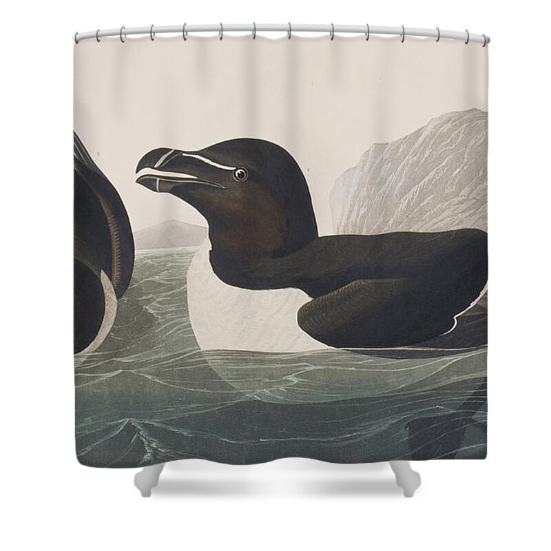 Plate 214 Shower Curtain featuring the painting Razor Bill by John James Audubon