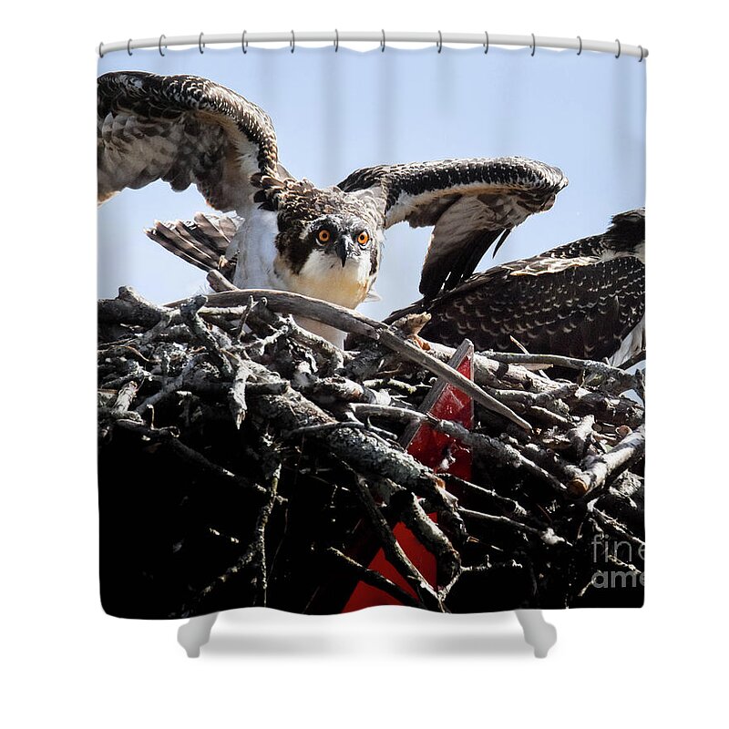 Osprey Shower Curtain featuring the photograph Ready to Fledge #1 by Amy Porter