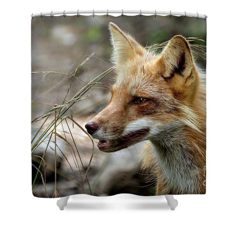 Fox Shower Curtain featuring the photograph Red fox portrait #1 by Sam Rino