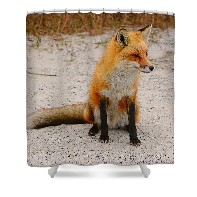 Red Fox Shower Curtain featuring the photograph Red Fox 3 by Raymond Salani III