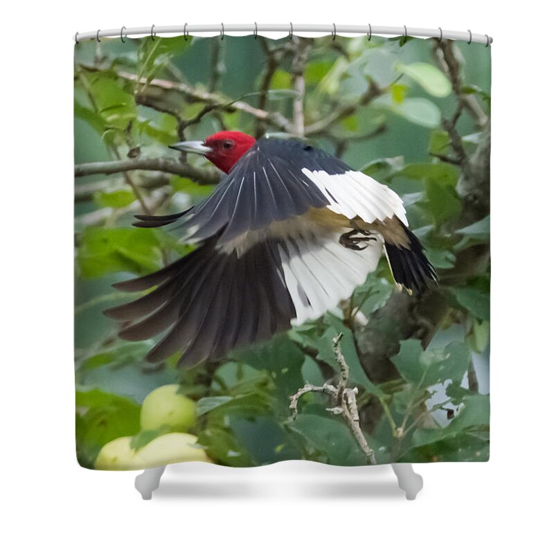 Red Headed Woodpecker Shower Curtain featuring the photograph Red-Headed Woodpecker by Holden The Moment