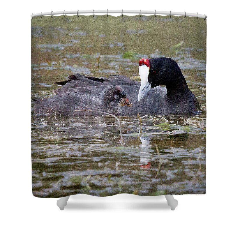 Gariep Shower Curtain featuring the photograph Red Knobbed Coot #1 by Melanie Meyer