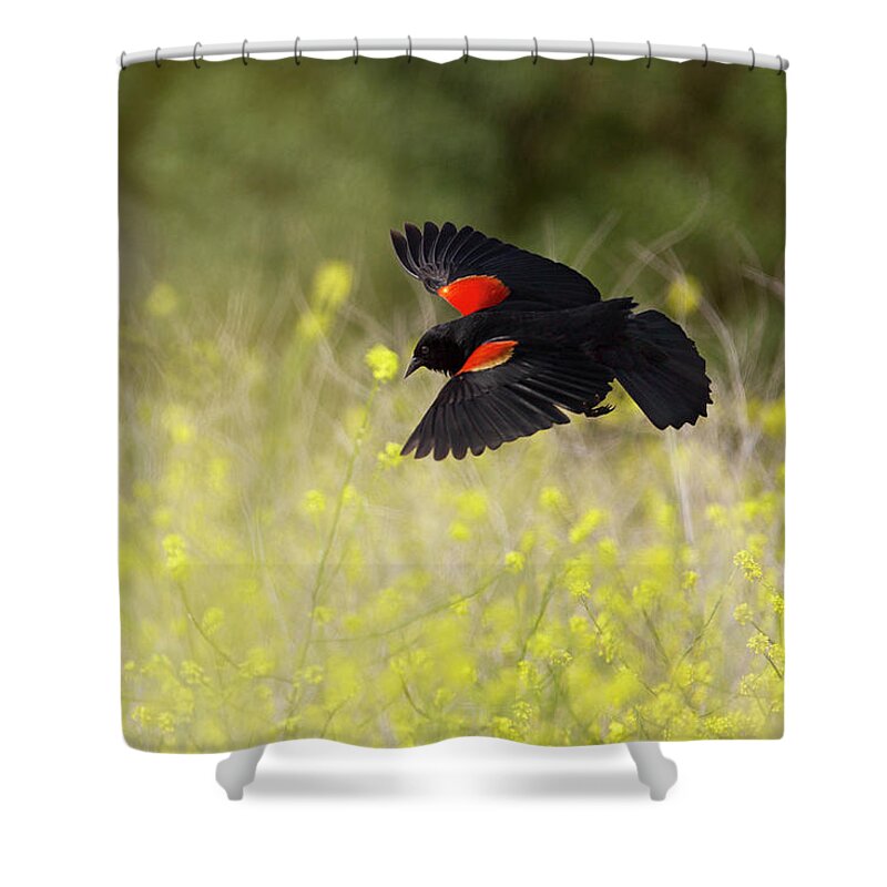 Blackbird Shower Curtain featuring the photograph Red Winged Blackbird in Flight #1 by Susan Gary