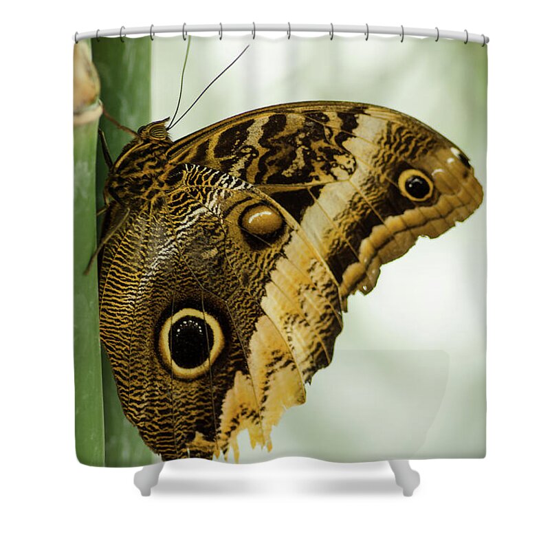 Butterfly Shower Curtain featuring the photograph Resting #1 by Nick Boren