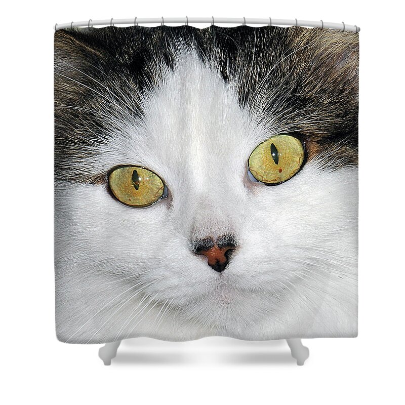 Cat Shower Curtain featuring the photograph Ridley #2 by Thanh Thuy Nguyen