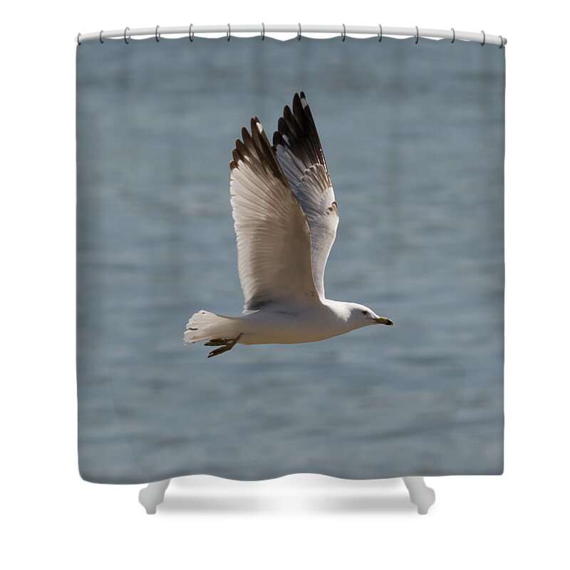 Ring Billed Gull Shower Curtain featuring the photograph Ring-Billed Gull by Holden The Moment