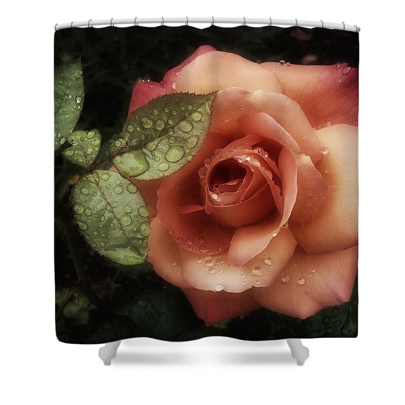 Rose Shower Curtain featuring the photograph Romancing the Rose #1 by Richard Cummings