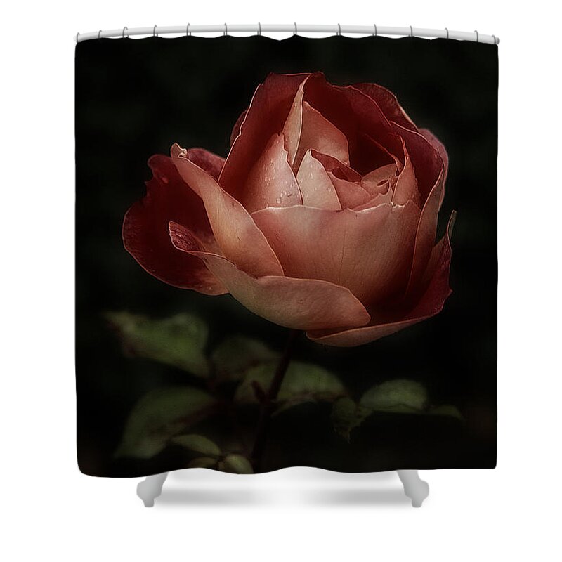 Rose Shower Curtain featuring the photograph Romantic November Rose by Richard Cummings