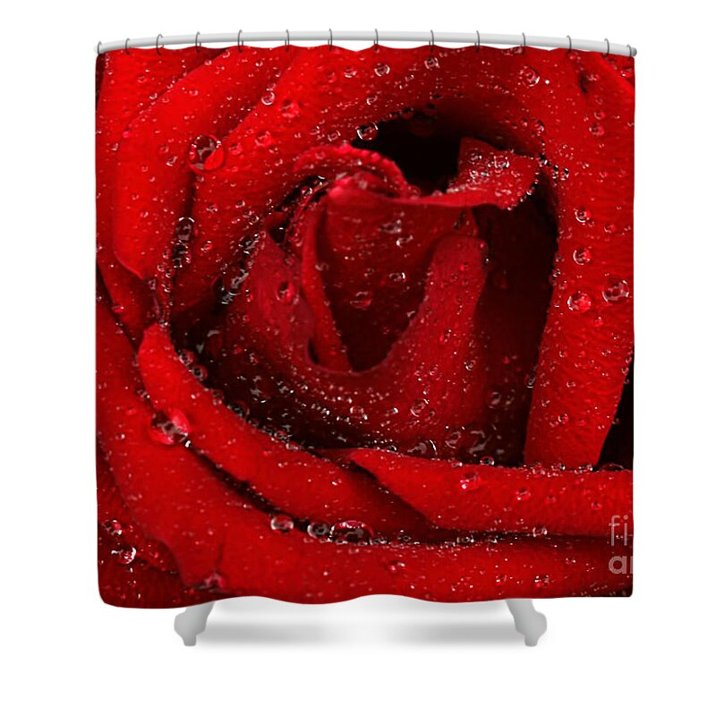 Rose Of Love Shower Curtain featuring the photograph Rose of Love #1 by Darren Fisher