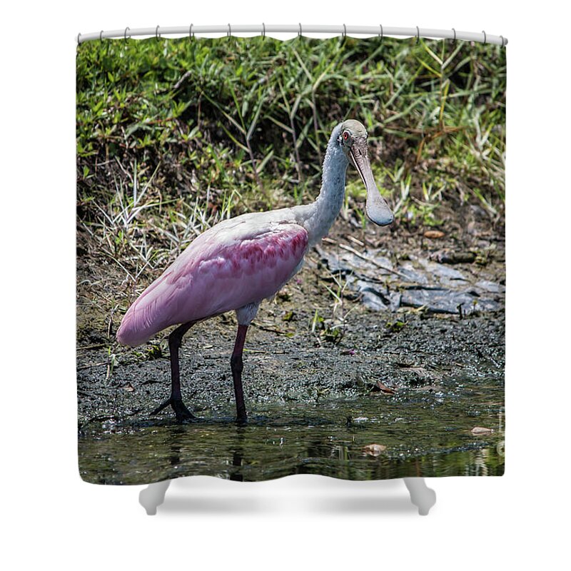 Birds Shower Curtain featuring the photograph Roseate Spoonbill #1 by John Greco