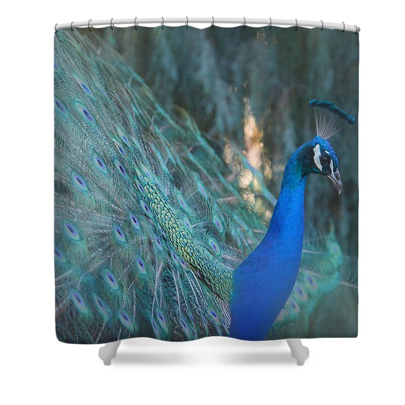Peacock Shower Curtain featuring the photograph Royal Fowl 20 #1 by Fraida Gutovich