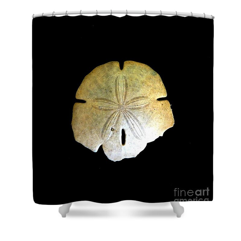 Sand Dollar Print Shower Curtain featuring the photograph Sand Dollar by Fred Wilson