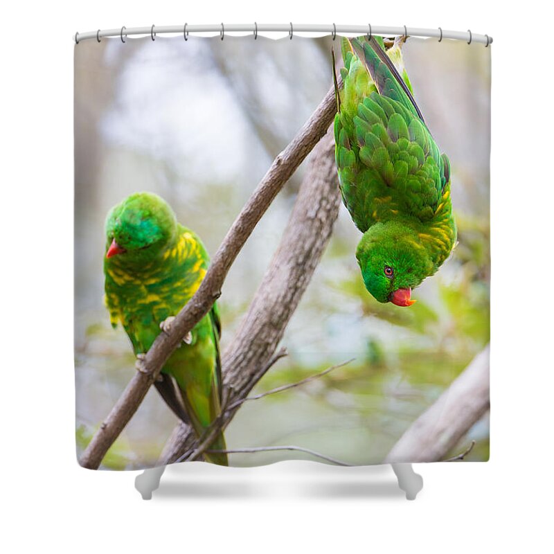 Scaly-breasted Lorikeet Shower Curtain featuring the photograph Scaly-breasted Lorikeet #1 by B.G. Thomson