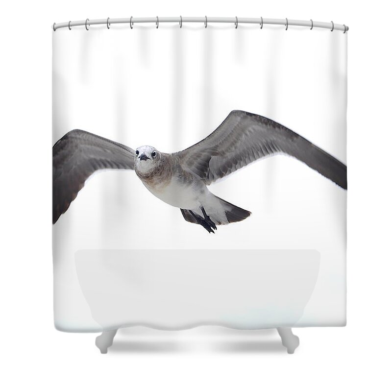 Sea Gull Shower Curtain featuring the photograph Sea Gull #1 by James Granberry