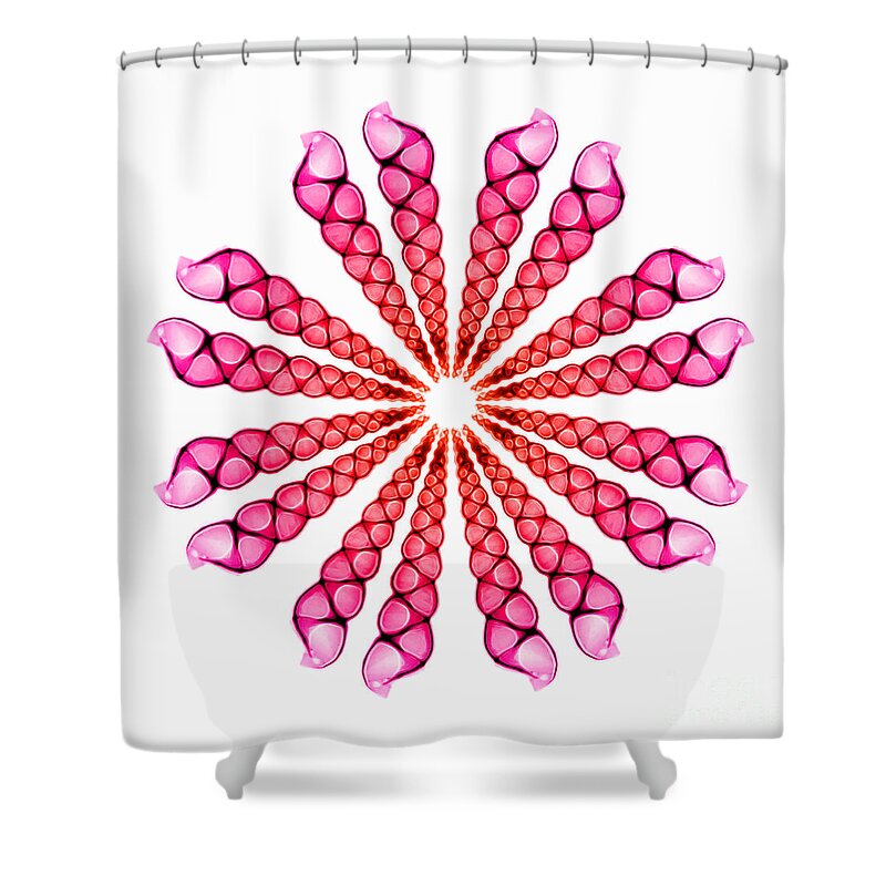 Turritella Shower Curtain featuring the photograph Sea Shells #2 by Scott Camazine