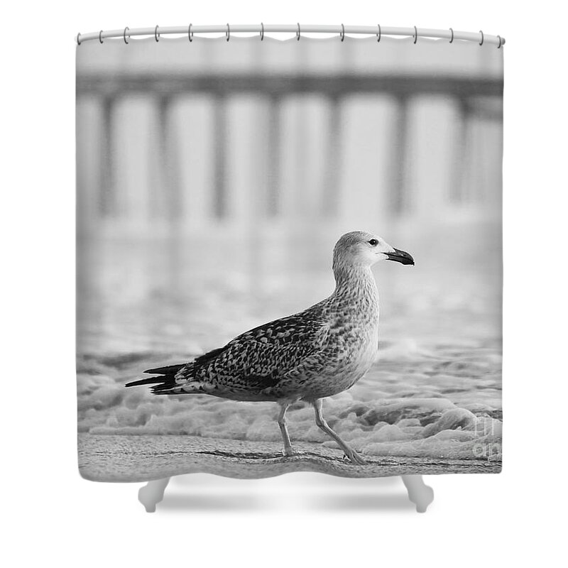 Gull Shower Curtain featuring the photograph Seagull in Black and White by Rachel Morrison