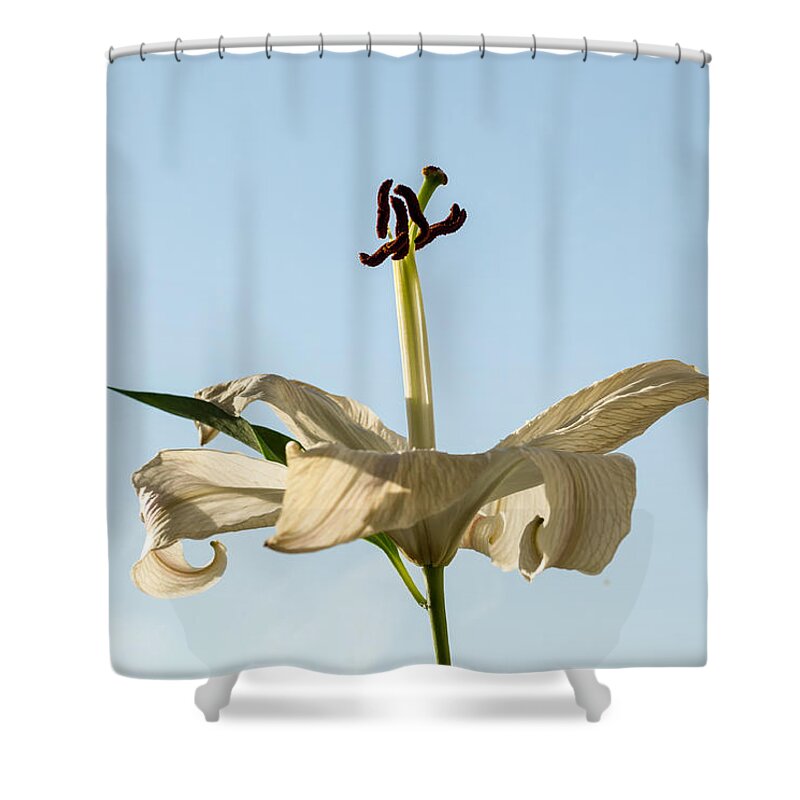 Lily Flower White Shower Curtain featuring the photograph Single Lilly Flower in Colour by John Williams