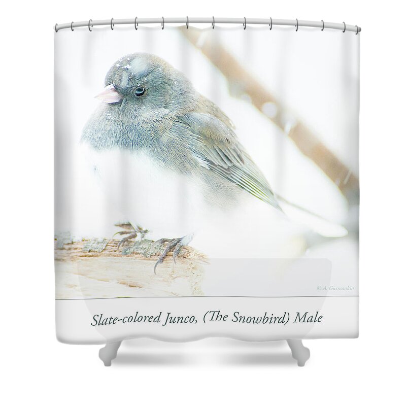 Slate-colored Junco Shower Curtain featuring the photograph Slate Colored Junco Male in Snow #1 by A Macarthur Gurmankin
