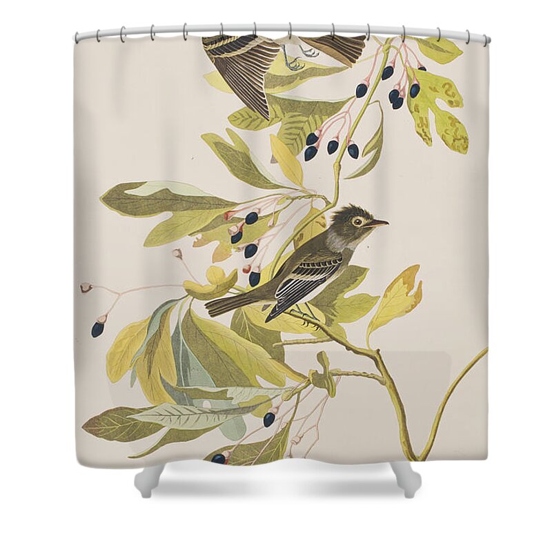 Flycatcher Shower Curtain featuring the painting Small Green Crested Flycatcher by John James Audubon