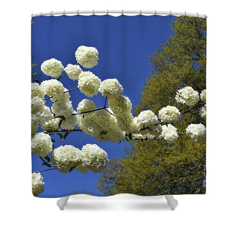 Scenic Tours Shower Curtain featuring the photograph Snowballs #1 by Skip Willits