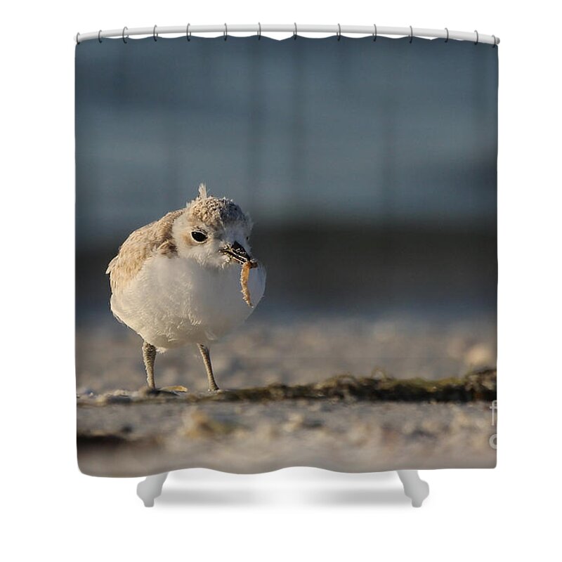 Snowy Plover Shower Curtain featuring the photograph Snowy Plover #1 by Meg Rousher