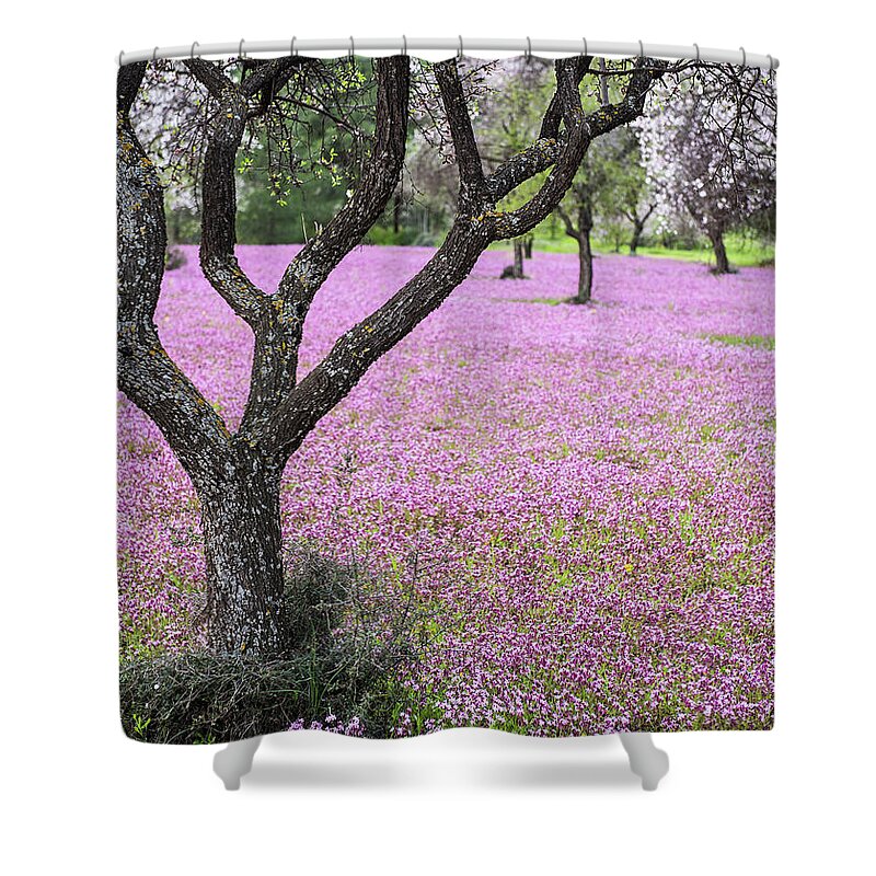 Spring Shower Curtain featuring the photograph Spring landscape. Almond tree and purple flower field by Michalakis Ppalis
