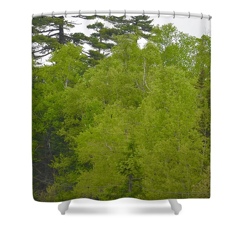 Spring Green Shower Curtain featuring the photograph Spring Green #1 by Hella Buchheim