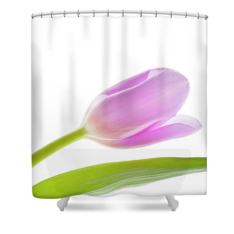 Tulip Shower Curtain featuring the photograph Spring Has Sprung by Patty Colabuono