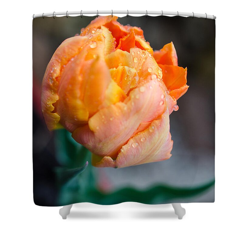 Winterpacht Shower Curtain featuring the photograph Spring Rains on Flowers by Miguel Winterpacht