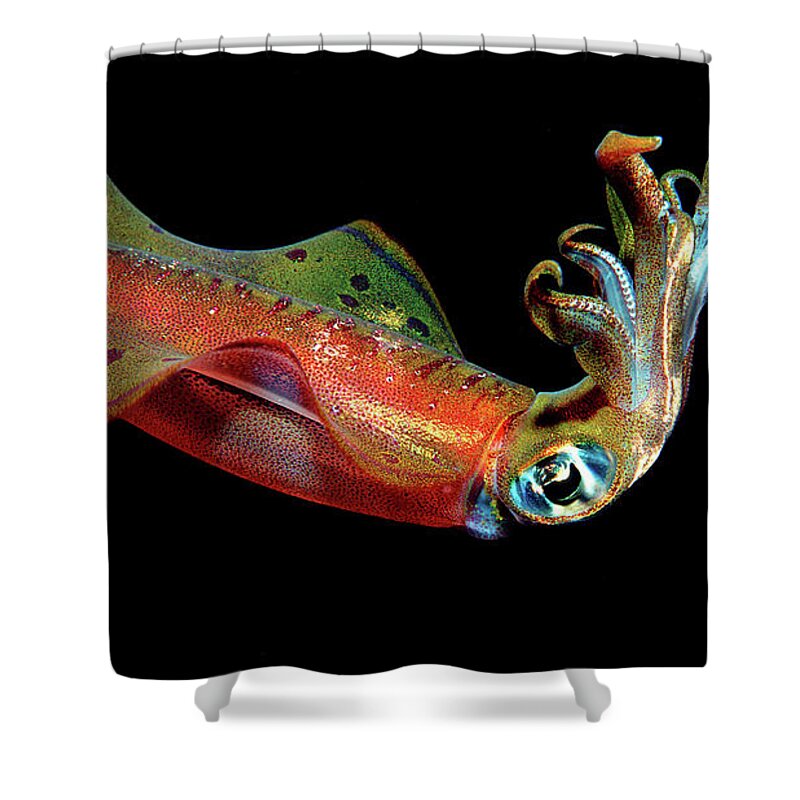 Squid Shower Curtain featuring the photograph Squid #1 by Jackie Russo
