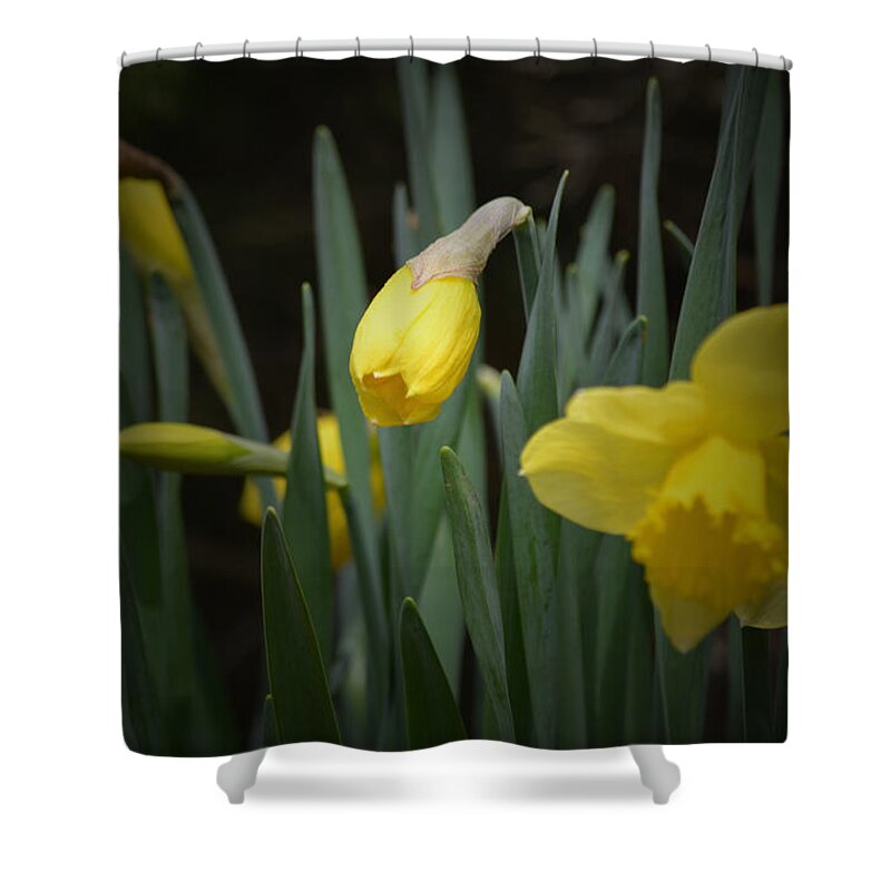 Daffodil Shower Curtain featuring the photograph Stages #2 by Richard Andrews